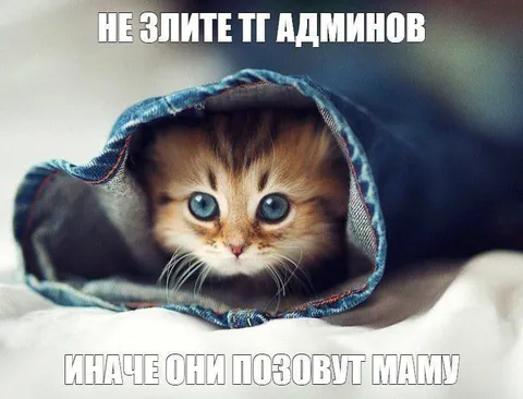 Котёнок прячется от админов