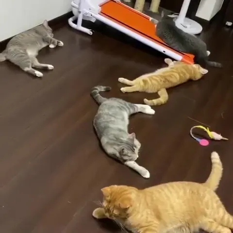 Коты внезапно ожили