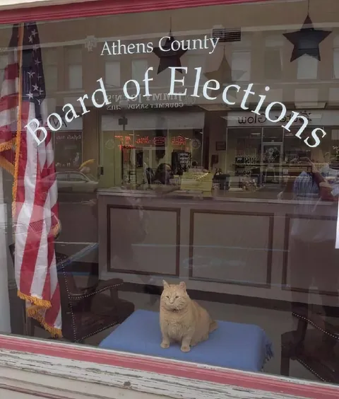 Cat at the Board of Elections