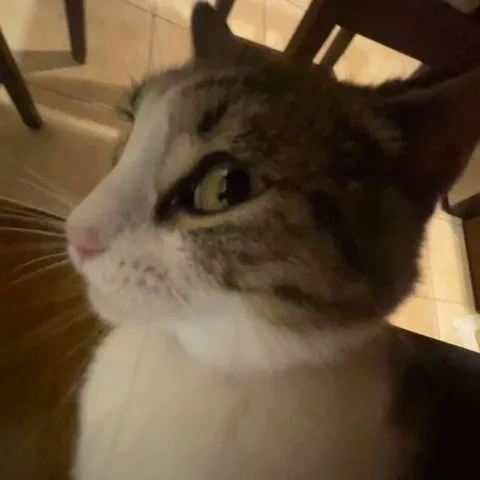 Удивлённый кот крупным планом