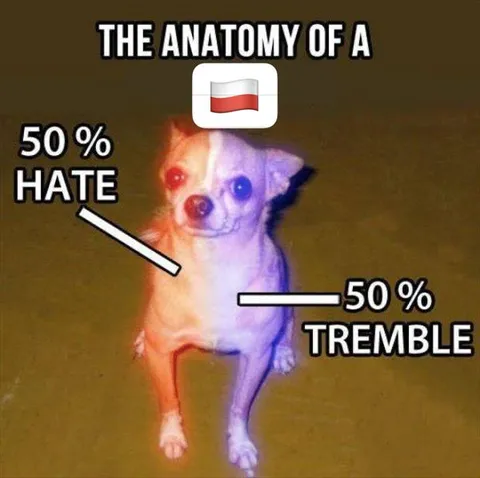 The Anatomy of a Polish Chihuahua