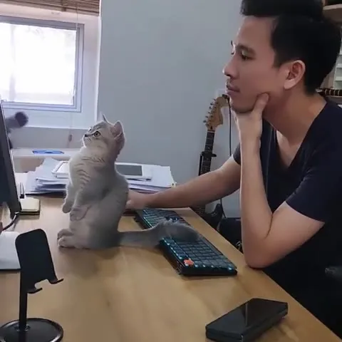 Кот помогает работать за компьютером