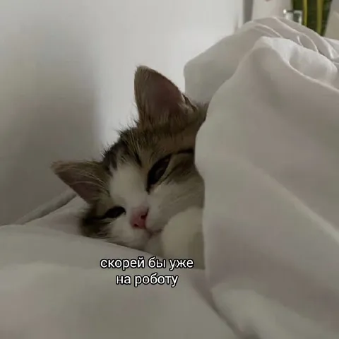 Кот не хочет на работу