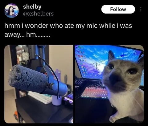 Cat Ate the Microphone