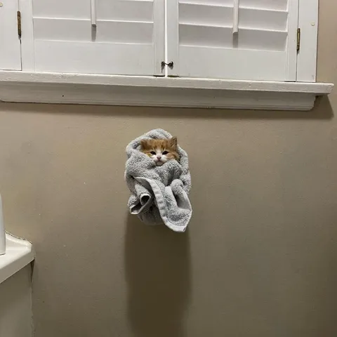 Котёнок в полотенце