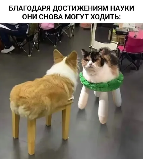 Коты снова могут ходить