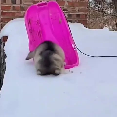 Щенок не умеет кататься