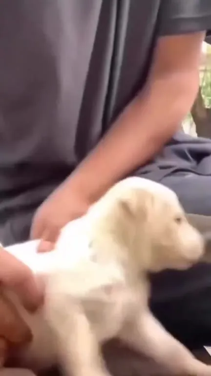 Щенок танцует под Say So