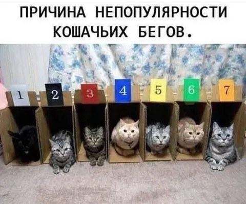 Причина непопулярности кошачьих бегов