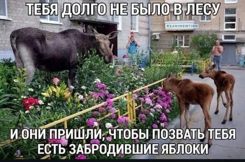 Лоси пришли позвать в лес