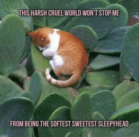 Sleepy Cat Defies the World