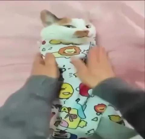 Кот в смешном комбинезоне