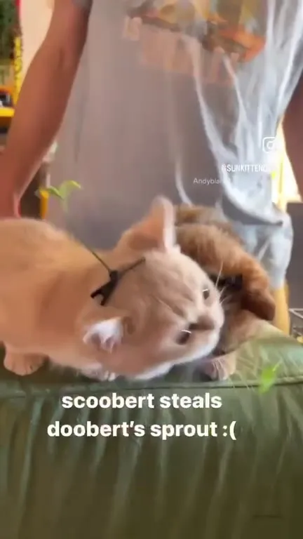 Scoobert Steals Doobert's Sprout