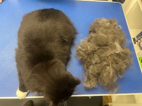 Кот и гора шерсти