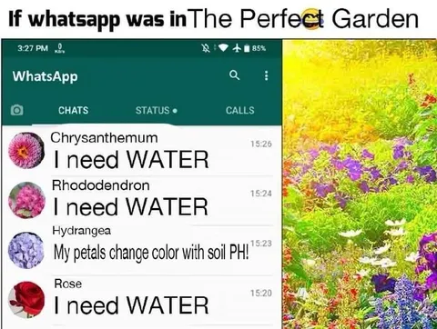 If WhatsApp Was in the Perfect Garden
