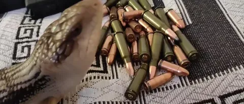 Ящерица нашла патроны
