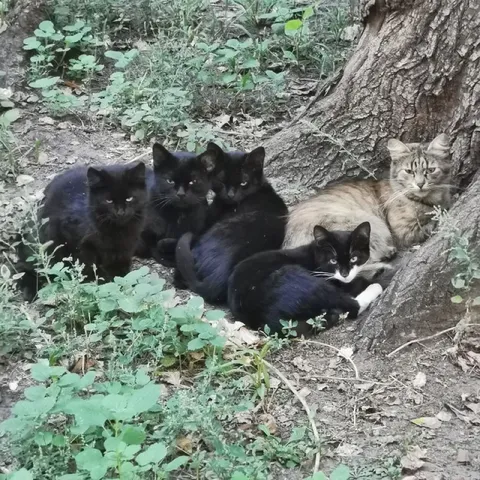 Коты у дерева