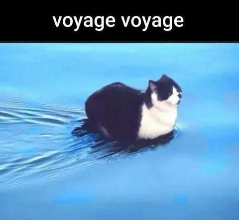 Voyage voyage cat