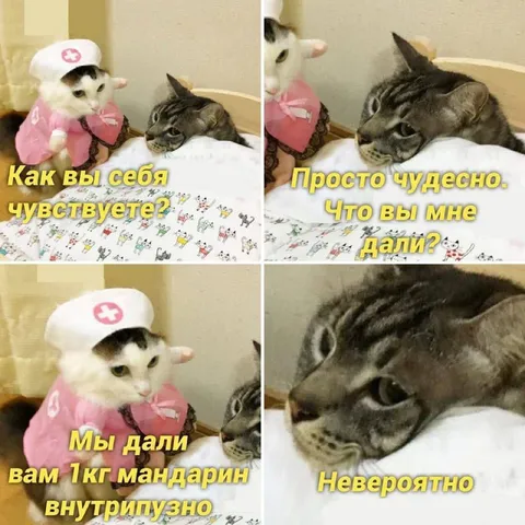 Кот получил килограмм мандарин