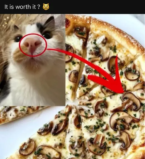 Is It Worth It Pizza Cat