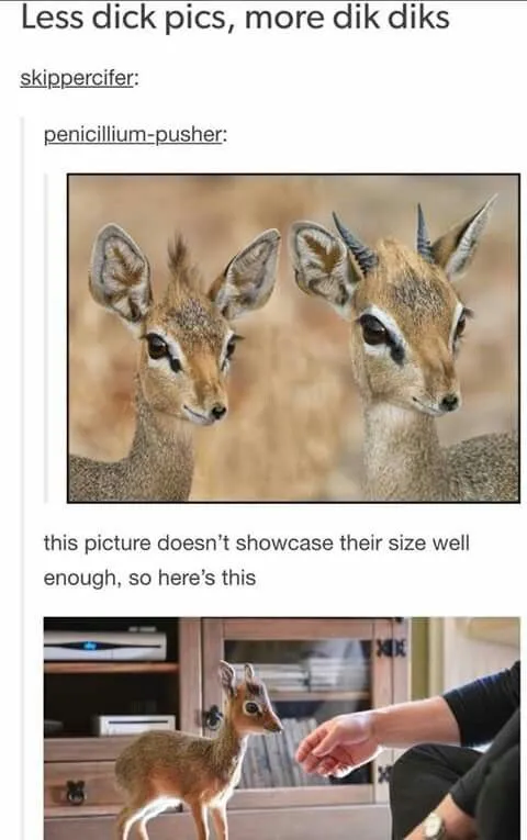 Less Dick Pics More Dik Diks