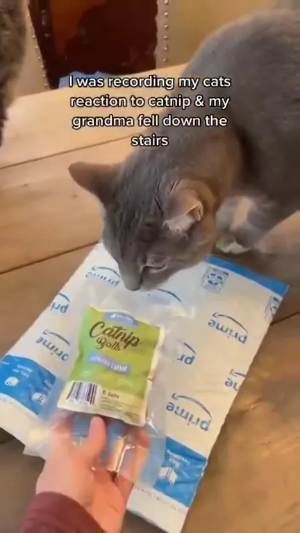 Cats Ignore Grandma Falling
