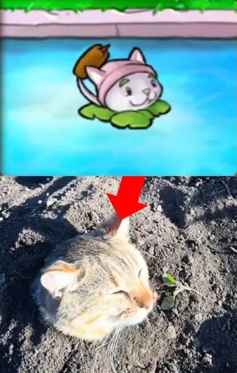 Кот на кувшинке и в земле
