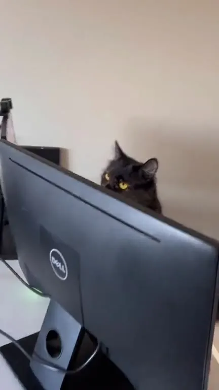Cat Working Customer Support