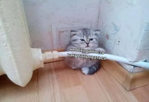 Кот и необходимость вакцинироваться