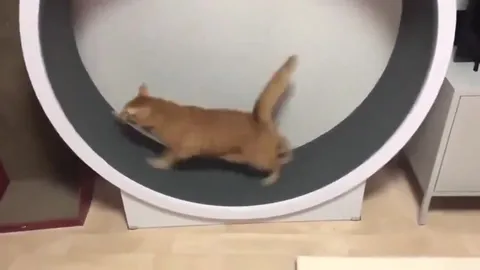 Кот слез с бегового колеса