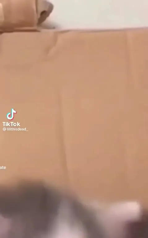 Кот под тяжёлую музыку