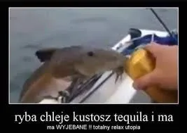 Ryba pije tequilę i ma relaks