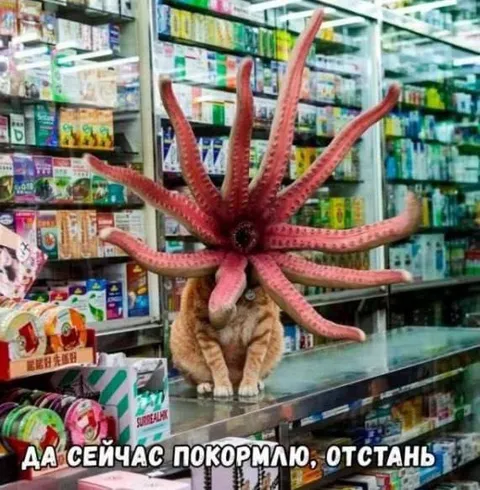 Сейчас покормлю, отстань