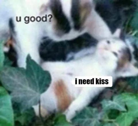 I Need Kiss Cat Meme