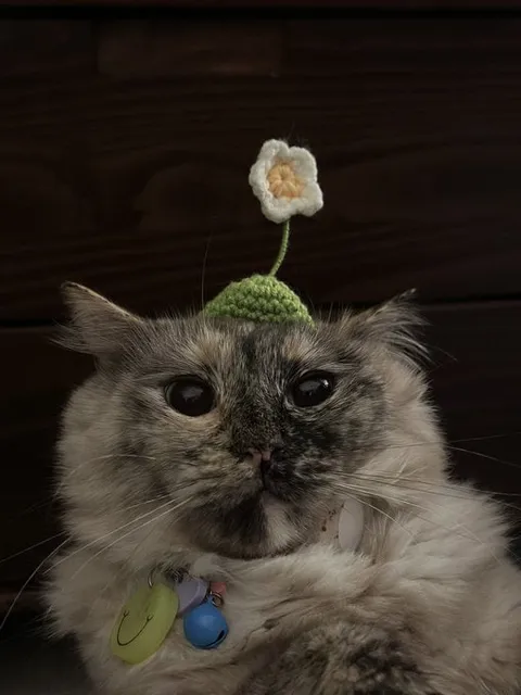 Котик с цветком на голове