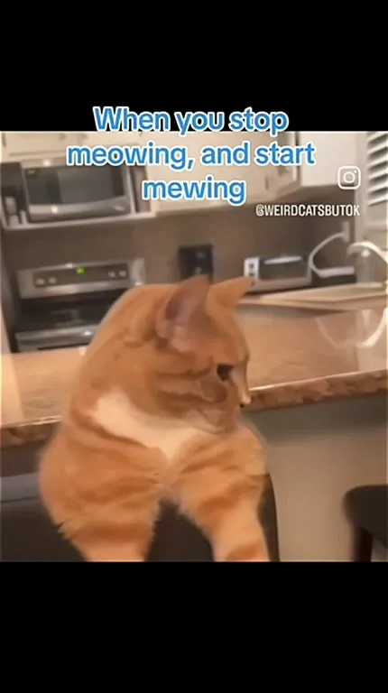 Cat Starts Mewing