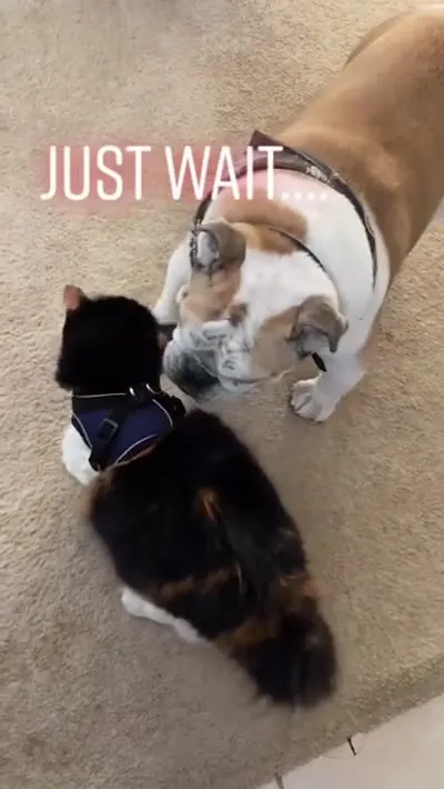 Just Wait, It Gets Worse