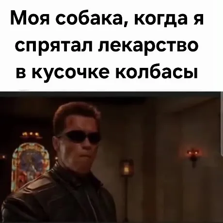 Собака и лекарство в колбасе