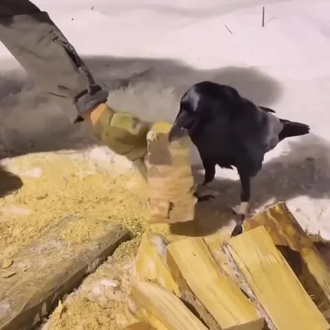 Ворона помогает колоть дрова