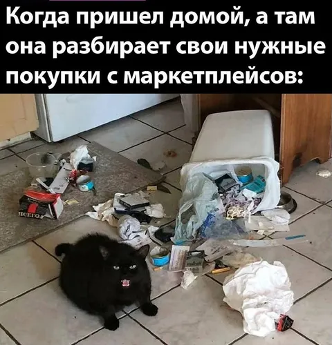 Кот разобрал покупки с маркетплейсов