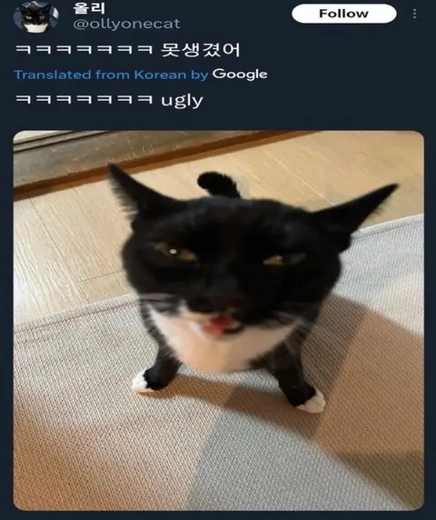 못생겼어 고양이 번역