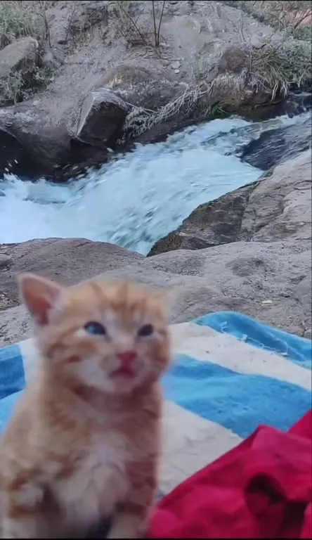 Котёнок у водопада