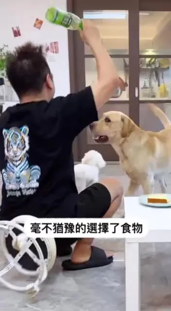 狗狗毫不犹豫选择食物