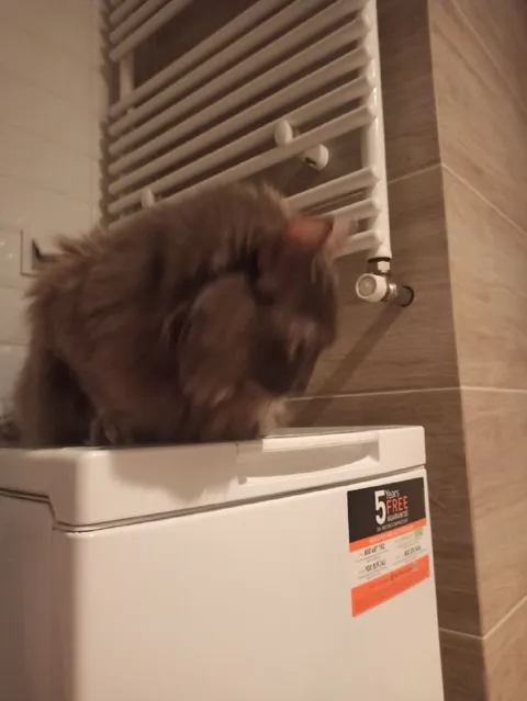 Кот на морозильнике