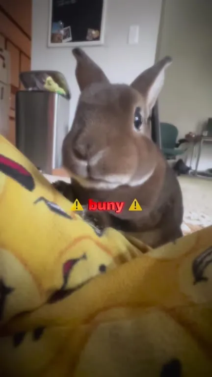 Buny Invades the Camera