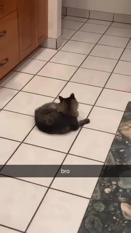 Bro cat leaves the kitchen
