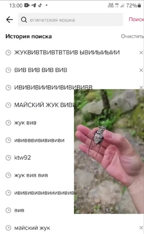 Когда ищешь египетскую кошку