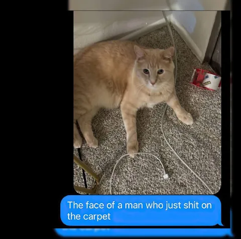 Cat After Pooping on Carpet