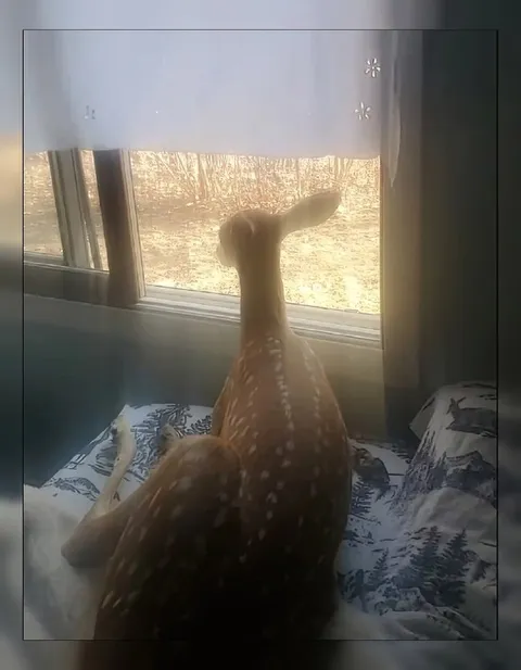 Олень смотрит в окно