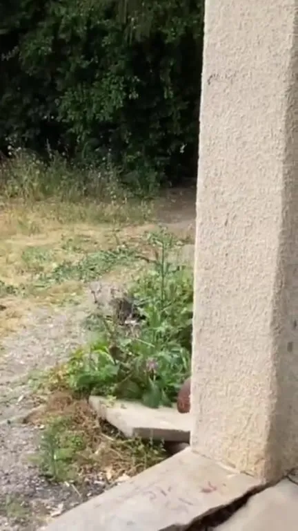 Коты внезапно исчезают